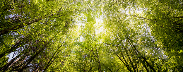  Het majestueuze Mercadante-bos