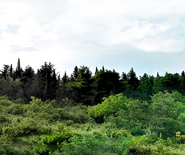 Mercadante-Wald in der Nähe von Bari