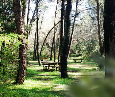 Mercadante-Wald in Apulien