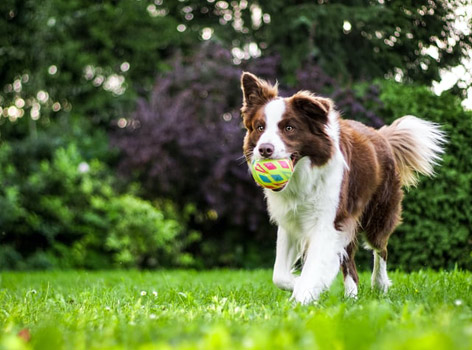 Wandelen met hond in Bari park