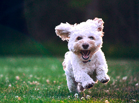 Visiter Bari avec votre chien