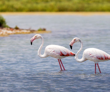 Siehe Saline Margherita Savoia 