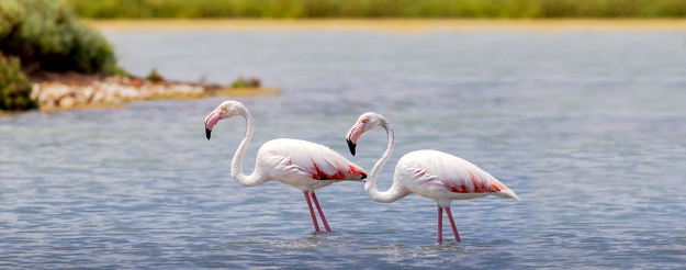  Las salinas de Margherita di Savoia