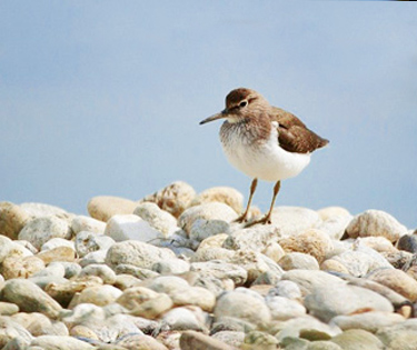 Fratino Bari Puglia Birdwatching birdwatcher