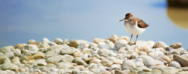  El chorlito también vuelve a Bari: su presencia confirma la calidad de la costa de Bari