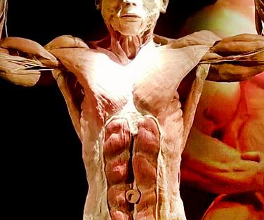 Real bodies human body museum Bari