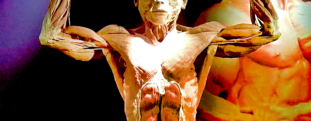  Arriva a Bari “Real Bodies Experience”, la mostra del corpo umano