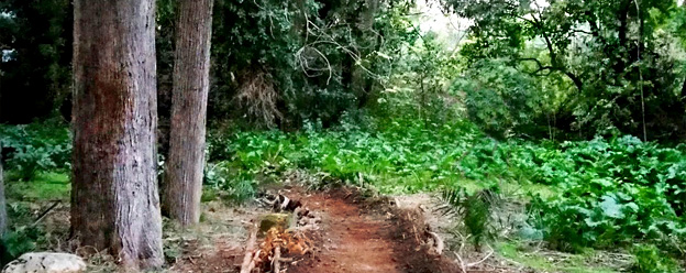  A small forest between the buildings: explore the Bosco di Cancello Rotto