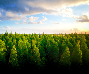 Forêt d&#39;appel San Giorgio Martire Bari