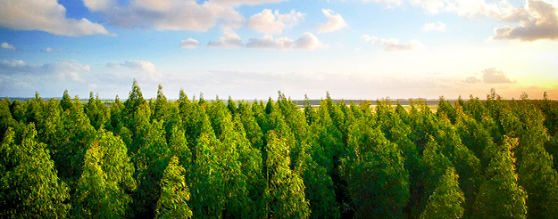  An urban forest for Bari: help the city build its green lung