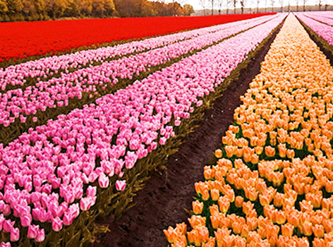 Champ de tulipes Tulipark Bari