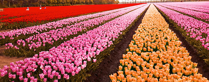  A field of tulips on the outskirts of Bari: the Dutch-style corner arrives in spring