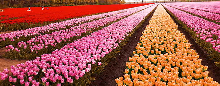  Een tulpenveld aan de rand van Bari: de hoek in Nederlandse stijl arriveert in de lente