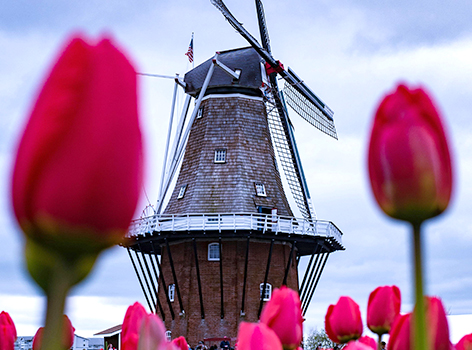 Park tulipanów Tulipark Bari