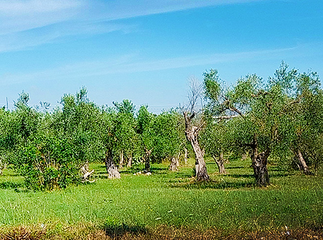From Bari to Matera by car